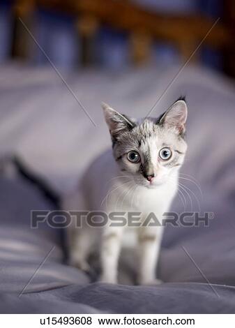 Portrait of young kitten View Large Photo Image Stock Photo - Portrait of young kitten. Fotosearch