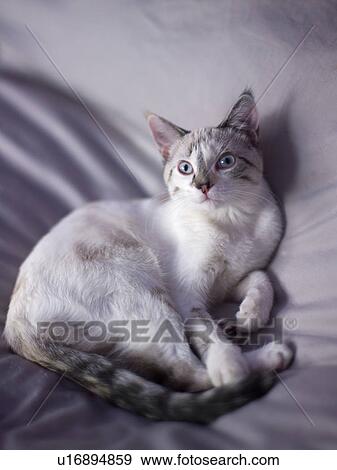 Stock Photo - Portrait of young kitten. Fotosearch