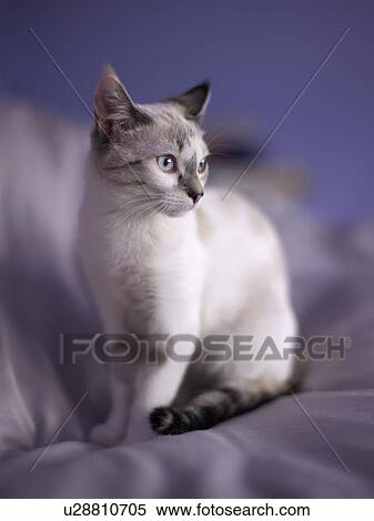 Stock Photography - Portrait of young kitten. Fotosearch