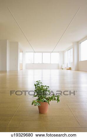 Stock Image - Potted plant in empty apartment. Fotosearch