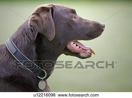 Stock Photo - Profile of chocolate labrador. Fotosearch