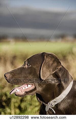 Stock Photo - Profile of chocolate labrador. Fotosearch