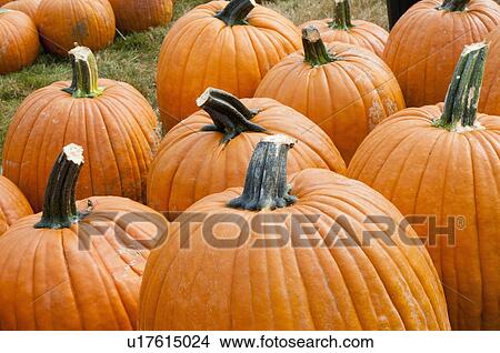 Pumpkins on field View Large Photo Image Picture - Pumpkins on field. Fotosearch