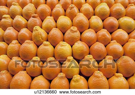 Stock Image - Stack of tangelo on market. Fotosearch