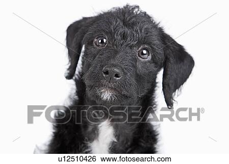 Studio portrait of black jack-a-doodle View Large Photo Image Stock Photograph - Studio portrait of black jack-a-doodle. Fotosearch