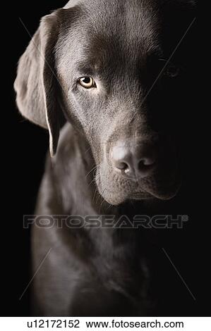 Stock Image - Studio portrait of Chocolate Labrador. Fotosearch