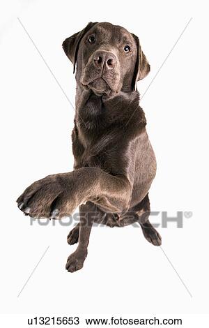 Stock Image - Studio portrait of Chocolate Labrador. Fotosearch