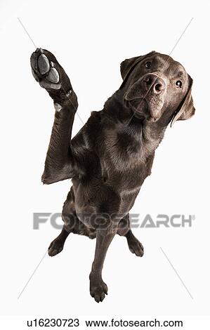 Stock Image - Studio portrait of Chocolate Labrador. Fotosearch