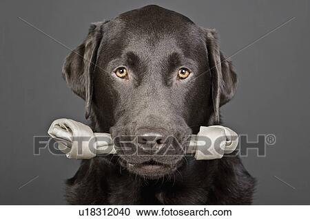 Studio portrait of chocolate labrador carrying bone in mouth View Large Photo Image Stock Image - Studio portrait of chocolate labrador carrying bone in mouth. Fotosearch
