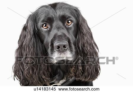 Studio portrait of cocker spaniel View Large Photo Image Stock Photography - Studio portrait of cocker spaniel. Fotosearch