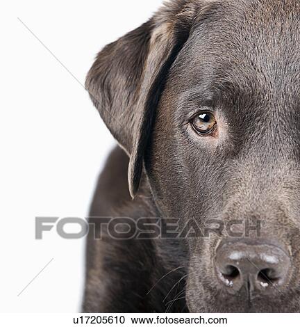 Studio portrait of dog View Large Photo Image Stock Image - Studio portrait of dog. Fotosearch