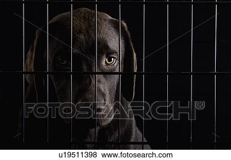 Stock Photo - Studio shot of Chocolate labrador in cage. Fotosearch