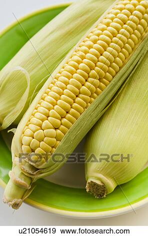 Studio shot of corn on the cob View Large Photo Image Stock Photo - Studio shot of corn on the cob. Fotosearch