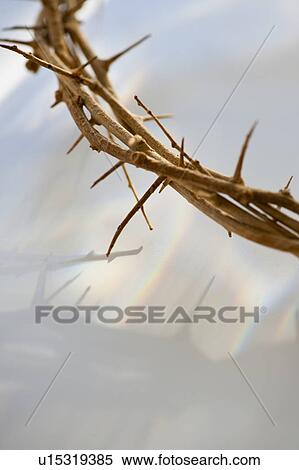 Studio shot of crown of thorns, close-up View Large Photo Image Stock Photography - Studio shot of crown of thorns, close-up. Fotosearch