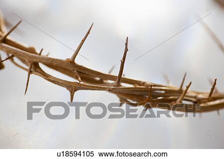 Studio shot of crown of thorns, close-up View Large Photo Image Stock Photography - Studio shot of crown of thorns, close-up. Fotosearch