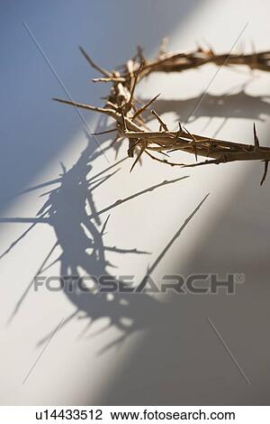 Stock Image - Studio shot of crown of thorns. Fotosearch