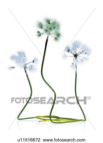 Three Dandelion stems on white background View Large Photo Image Stock Image - Three Dandelion stems on white background. Fotosearch