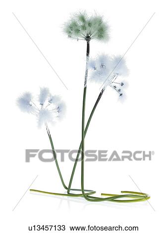 Three Dandelion stems on white background View Large Photo Image Stock Image - Three Dandelion stems on white background. Fotosearch