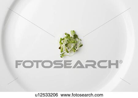 Stock Photograph - Tiny sprouts on white plate . Fotosearch
