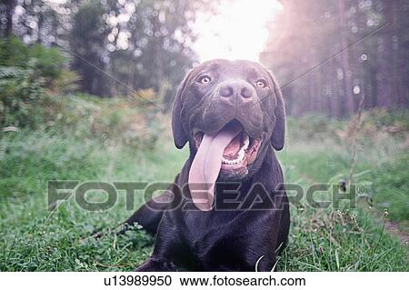 Stock Image - UK, Suffolk, Thetford Forest, Dog panting on grass. Fotosearch