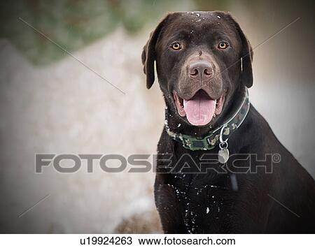 UK, Suffolk, Thetford Forest, Portrait of chocolate labrador View Large Photo Image Stock Image - UK, Suffolk, Thetford Forest, Portrait of chocolate labrador. Fotosearch