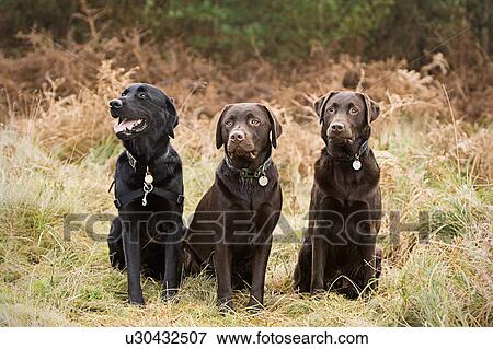 Stock Photo - UK, Suffolk, Thetford Forest, Portrait of three chocolate labradors. Fotosearch