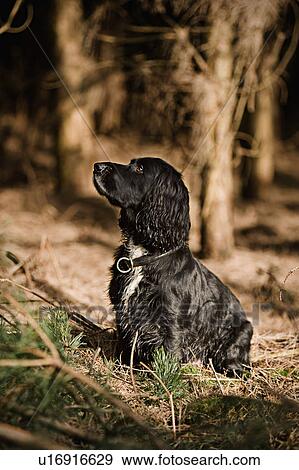 Stock Photo - UK, Suffolk, Thetford Forest, Spaniel. Fotosearch