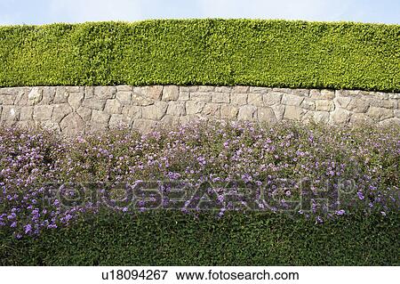 Stock Photo - USA, California, Tidy hedge. Fotosearch