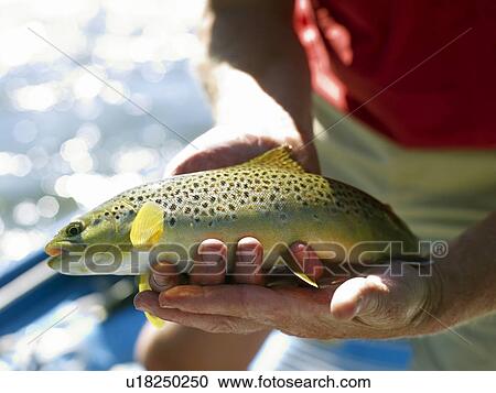 USA, Colorado, Man holding trout View Large Photo Image Stock Image - USA, Colorado, Man holding trout. Fotosearch