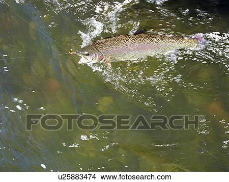Picture - USA, Colorado, Strout struggling with fishing rod. Fotosearch
