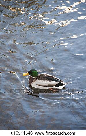 Stock Image - USA, Maine, Camden, Mallard Duck on lake. Fotosearch