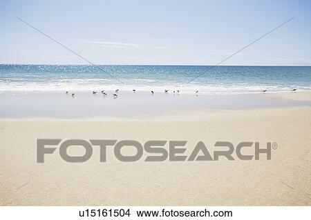 Picture - USA, Massachusetts, Empty beach . Fotosearch
