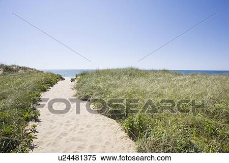 Stock Photography - USA, Massachusetts, Path through sand dunes. Fotosearch