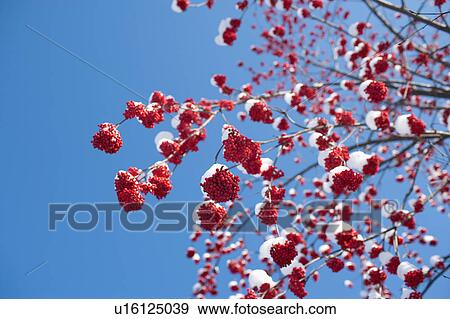 USA, Montana, Rowan berries covered by snow View Large Photo Image Stock Photo - USA, Montana, Rowan berries covered by snow. Fotosearch
