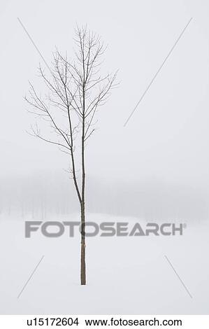 Picture - USA, New Jersey, Lonely tree in winter scenery. Fotosearch