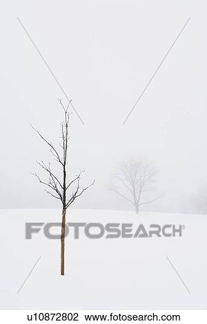 Stock Image - USA, New Jersey, Lonely tree in winter scenery. Fotosearch