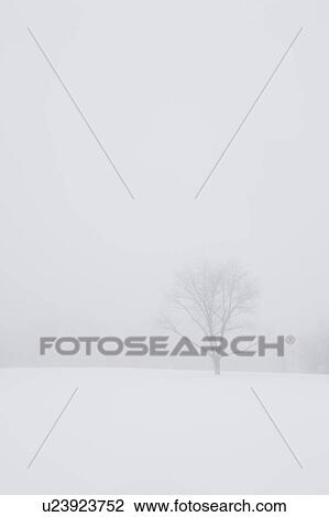 USA, New Jersey, Lonely tree in winter scenery View Large Photo Image Stock Image - USA, New Jersey, Lonely tree in winter scenery. Fotosearch