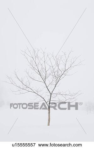 Stock Photo - USA, New Jersey, Lonely tree in winter scenery. Fotosearch