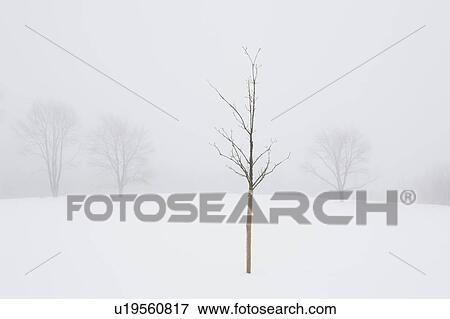 USA, New Jersey, Lonely tree in winter scenery View Large Photo Image Stock Photo - USA, New Jersey, Lonely tree in winter scenery. Fotosearch