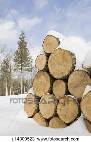 USA, New Jersey, Stack of timber in winter scenery View Large Photo Image Stock Image - USA, New Jersey, Stack of timber in winter scenery. Fotosearch