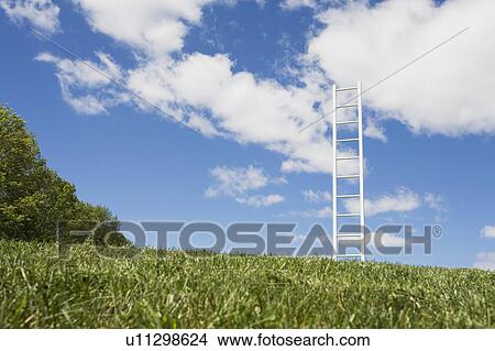 Picture - USA, New Jersey, White ladder in field. Fotosearch