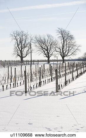 Stock Photo - USA, New York, Cutchoge, snow-covered vineyard. Fotosearch