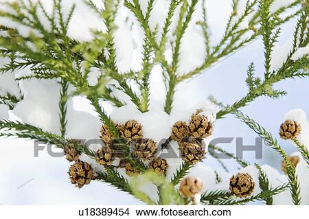 USA, New York, New York City, close up of pine tree branch covered with snow View Large Photo Image Picture - USA, New York, New York City, close up of pine tree branch covered with snow. Fotosearch