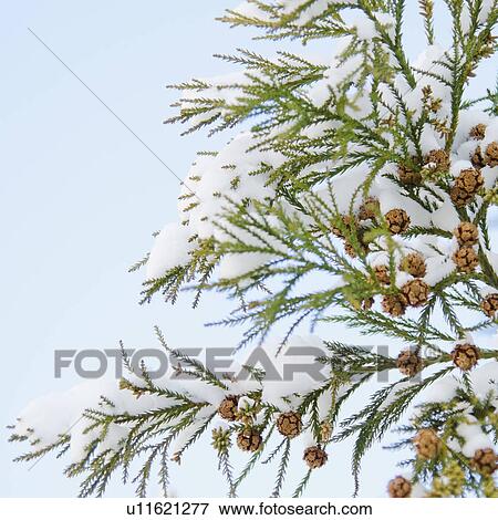 Stock Photo - USA, New York, New York City, close up of pine tree branch covered with snow. Fotosearch