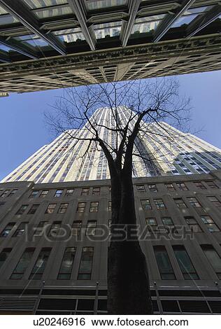 Stock Photograph - USA, New York, New York City, low angle view of tree among skyscrapers. Fotosearch