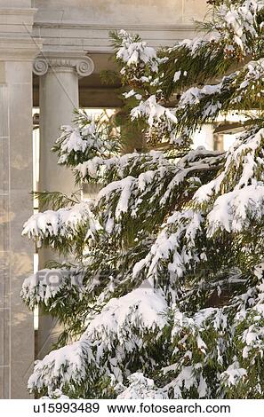 Stock Photo - USA, New York, New York City, pine tree covered with snow with column in background. Fotosearch