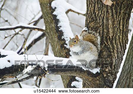 Picture - USA, New York, New York City, squirrel sitting on branch in winter. Fotosearch