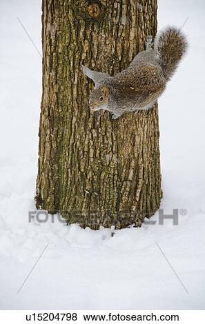 USA, New York, New York City, squirrel on tree trunk View Large Photo Image Stock Photo - USA, New York, New York City, squirrel on tree trunk. Fotosearch