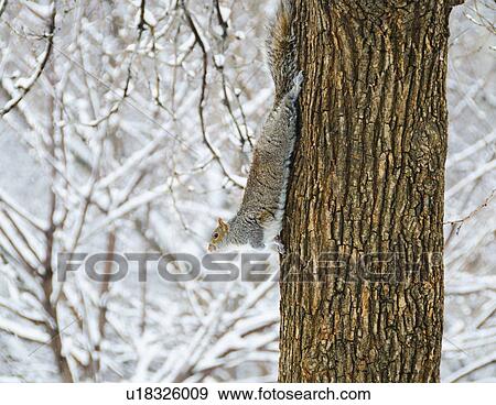 Stock Photo - USA, New York, New York City, squirrel walking down tree trunk. Fotosearch