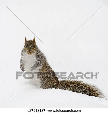USA, New York, New York City, squirrel on snow View Large Photo Image Stock Photo - USA, New York, New York City, squirrel on snow. Fotosearch